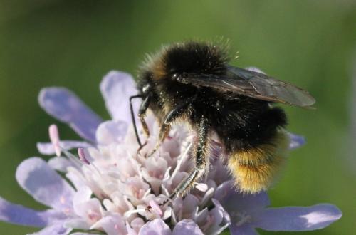Réf. 297 099 : Bombus lapidarius